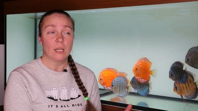 Дискусы смотреть онлайн