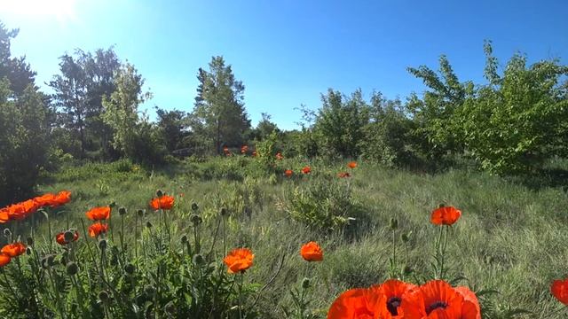 Множество оранжевых цветов, в которых копошатся пчёлы летом 2021 года смотреть онлайн