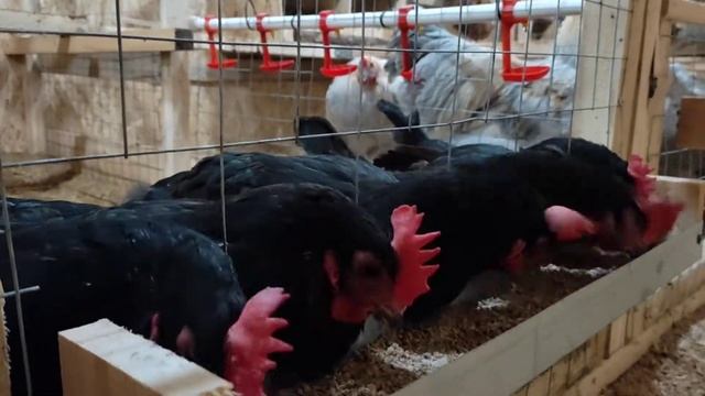 Маран Чёрно-Медный смотреть онлайн