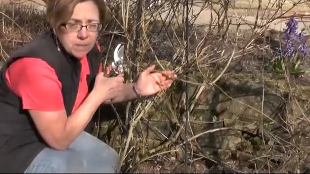 How to prune Group 3 Clematis смотреть онлайн