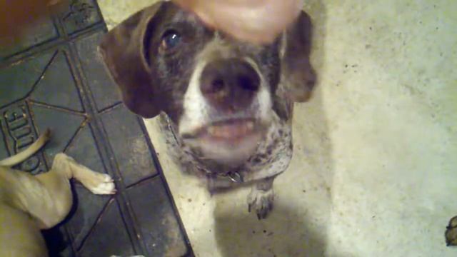Daisy swallowing a whole drumstick смотреть онлайн