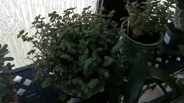 Каллизия, уход и содержание!