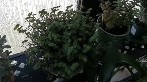 Каллизия, уход и содержание!