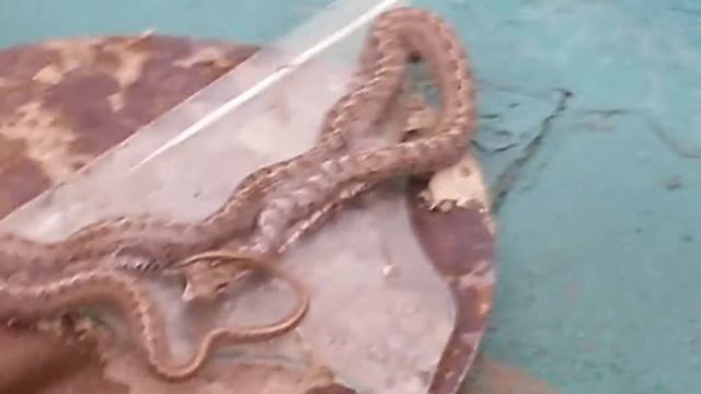 Змея гадюка в селе Тунзи смотреть онлайн