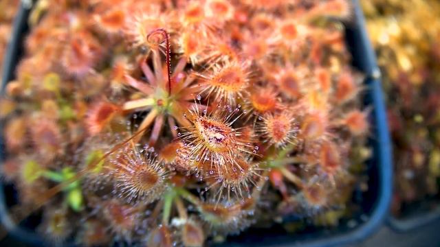 Feeding A Sundew Carnivorous Plant! Timelapse Ep01: Drosera Nitidula X Pulchella