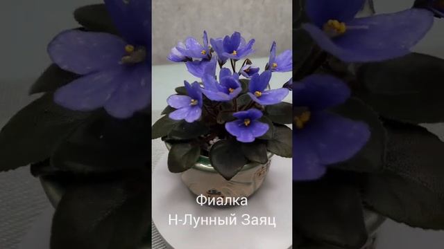 Фиалка Н-Лунный Заяц?? смотреть онлайн