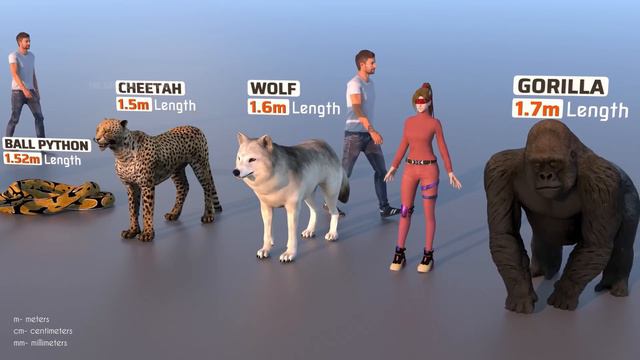 Animal Size Comparison 3D | Biggest Animal смотреть онлайн