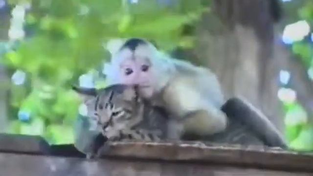 Мартишка и Кот смотреть онлайн