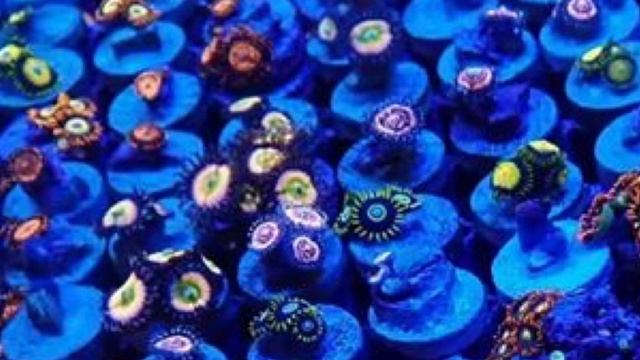 Saltwater Tank Frag Rack: Magnetix Frag Rack Review