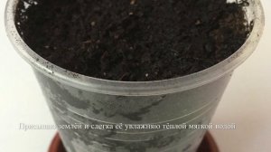 КАЛАДИУМ. Как Правильно Прорастить Спящие Клубни ?