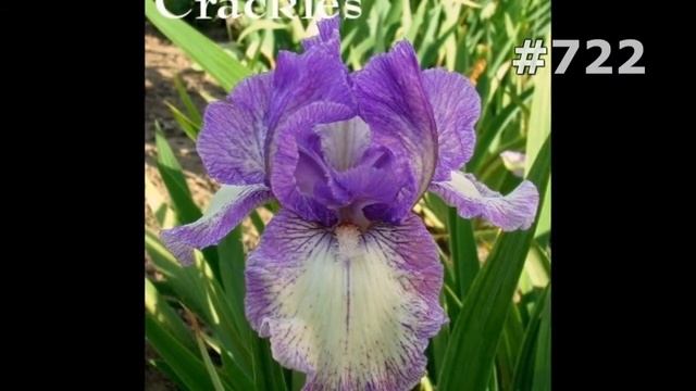 #722. Ирисы - очень красивые цветы смотреть онлайн