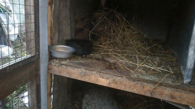 Кролики фландр, советская шиншилла. 03.11.2019. смотреть онлайн