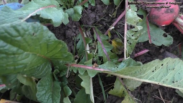 Закрыла сезон,делюсь своими хитростями с друзьями огородниками,2 часть смотреть онлайн