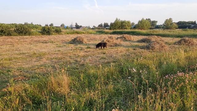 АНОМАЛЬНАЯ ЖАРА +50 .ЗАГОТОВКА СЕНА В РУЧНУЮ. смотреть онлайн