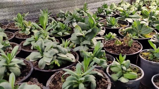 Главный вредитель моей Эустомы смотреть онлайн