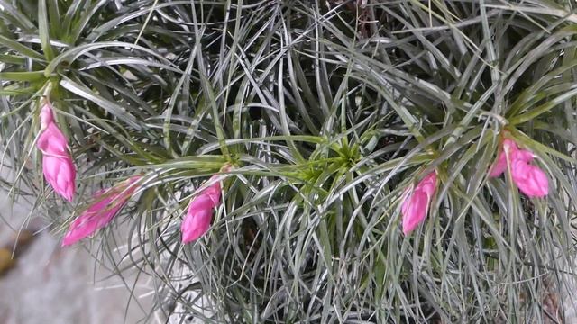 Tillandsia ´Holm´s Pink Star´ смотреть онлайн