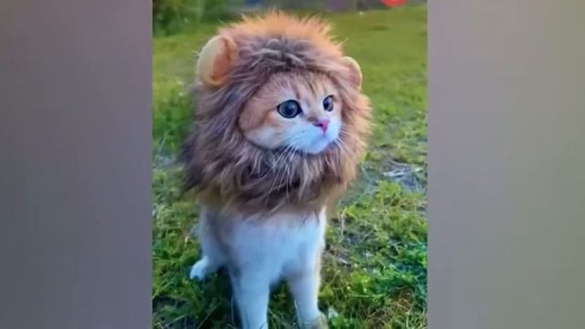 Dogs cats cows grow up/ Animal transformation - cute baby animals / Tiktok animal's @tiktopp смотреть онлайн