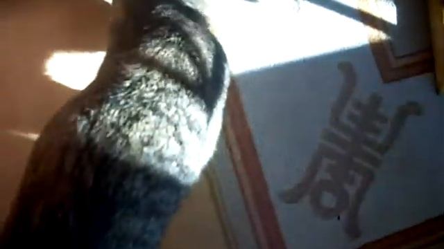 Neitoperhonen ja kissa kohtaaminen 15.8.2009 videokuvaajana Seppo Lehto смотреть онлайн