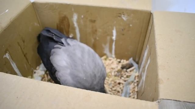 Сезон воронят. Подбирать или не подбирать? Чем кормить и как выпустить слётка вороны? смотреть онлайн