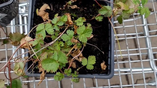 Княженика Rubus stellarcticus-сорт София.Отзыв питомника княженики. смотреть онлайн