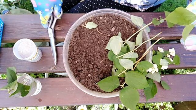 Жасмин. Чубушник. Моё черенкование. смотреть онлайн