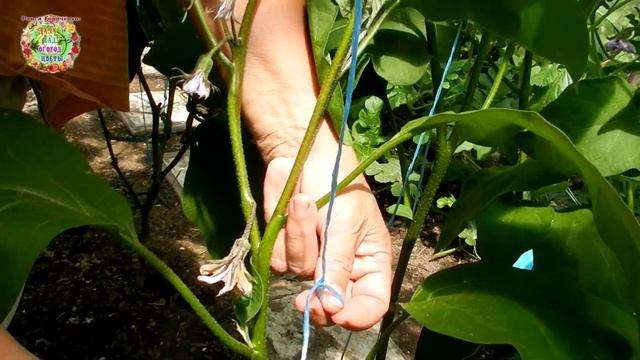 Почему на деревцах растут баклажаны? Формировка баклажана. смотреть онлайн