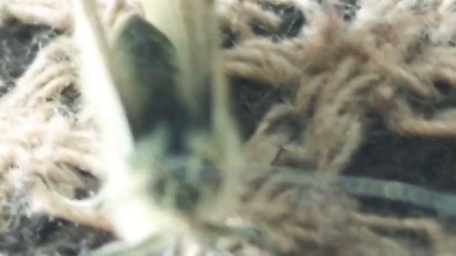 брюквенницы, бабочка Pieris Napi смотреть онлайн