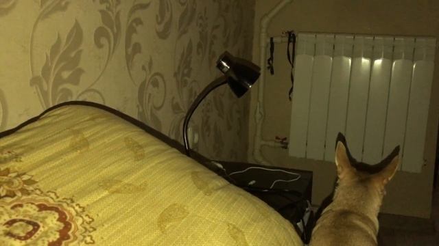 Ночной истерический припадок у чихуахуа! смотреть онлайн