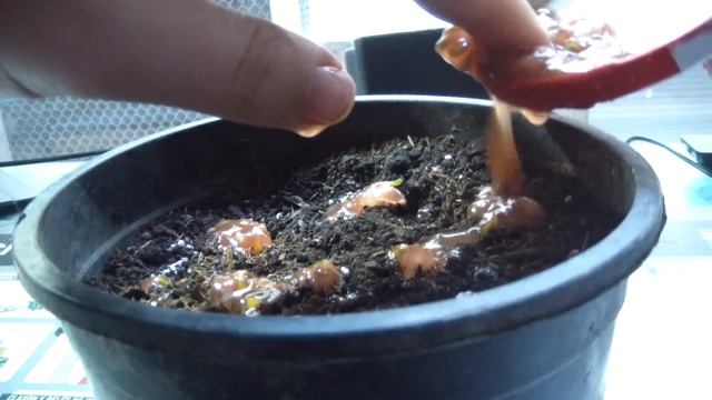Germinar un Tomate Kumato en Casa | Muy fácil смотреть онлайн