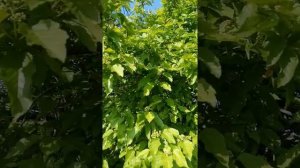 Черноклён или акация что первее зацветет?