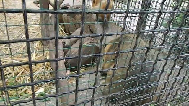 ялтинский зоопарк смотреть онлайн