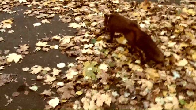 Лиса Сакура: Рыжая Пантера смотреть онлайн