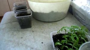 Пересадка томата Монгольский карлик.