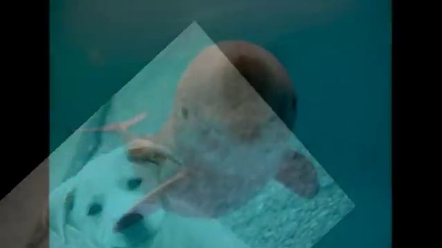 Улыбки животных смотреть онлайн