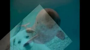 Улыбки животных