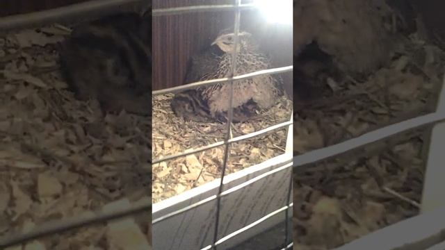 Перепелка с птенцами смотреть онлайн