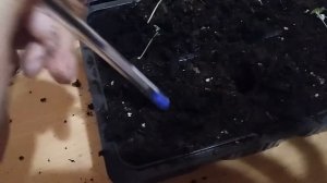 ПИКИРОВКА ЛАВАНДЫ УЗКОЛИСТНЫЙ ПОДРОБНЫЙ УРОК ЧАСТЬ3 #лаванда#рассада #пикировка