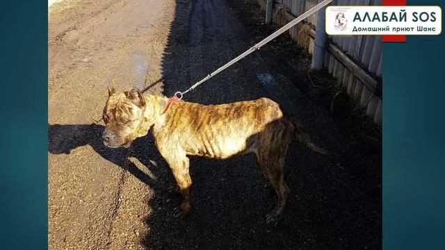 История: канарский дог Бильбо. Два месяца брошенная собака ждала хозяев смотреть онлайн