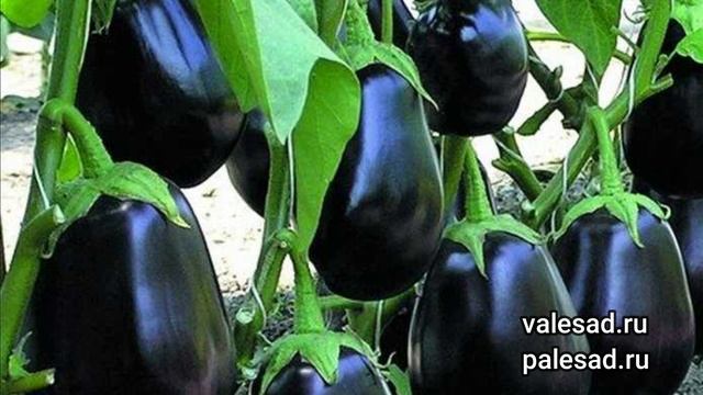 ПОСАДИТЕ ЭТОТ БАКЛАЖАН, ОН ЗАВАЛИТ УРОЖАЕМ ВКУСНЫХ ПЛОДОВ БЕЗ СЕМЯН! смотреть онлайн