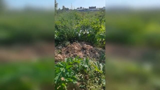 Обработка от борщевика дачных и приусадебных участков Москвы и Московской области смотреть онлайн