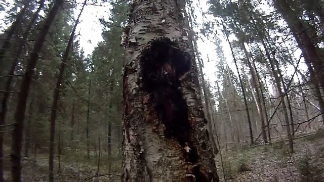 Осень, чага, грибы и погрызы лося смотреть онлайн