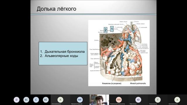 Консультация перед вступительным испытанием по биологии (Модуль: Анатомия, Антропология, Физиология смотреть онлайн