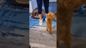 повторяем команды #shorts