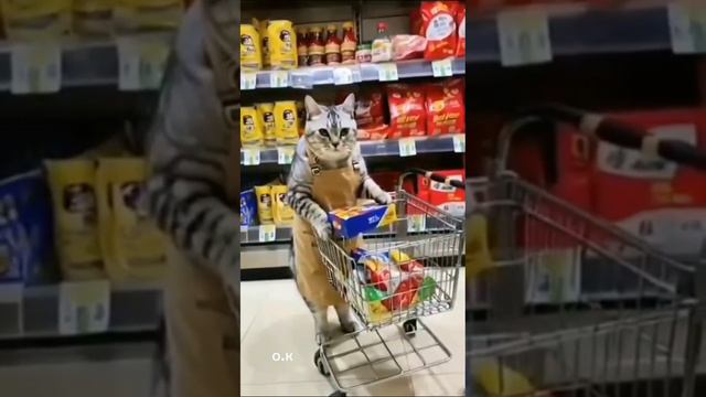 Мне срочно нужен такой кот😜 смотреть онлайн