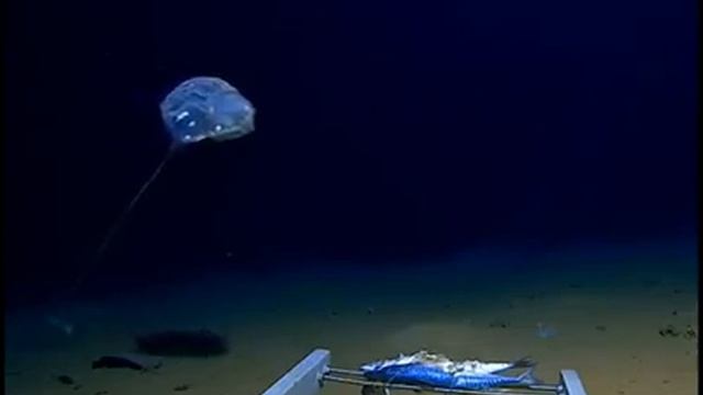 Never before seen creature filmed at the bottom of the Java trench, 4 5 miles deep смотреть онлайн