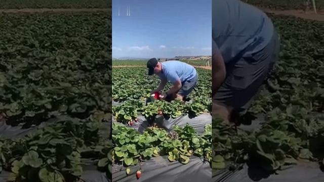 Ой какая клубничка милая смотреть онлайн