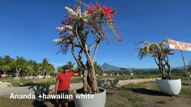 A resort full of giant bougainvilleas смотреть онлайн