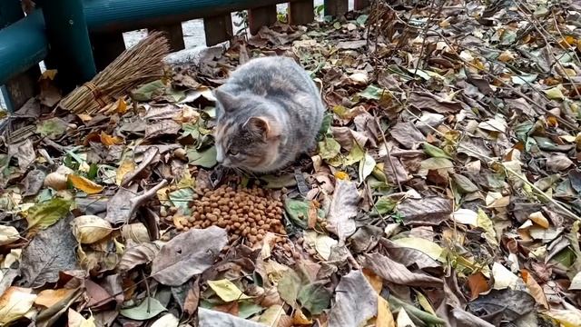 Говорящие КОТИКИ! Кира и Ася кормят котят смотреть онлайн