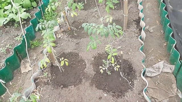 Замерзли перцы в теплице! Зачем вы обрываете цветы у перца? смотреть онлайн