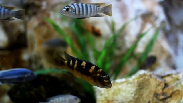 Aquarium! Soothing music! Sleep in 10 minutes! Аквариум! Успокаивающая музыка! Сон через 10 минут смотреть онлайн